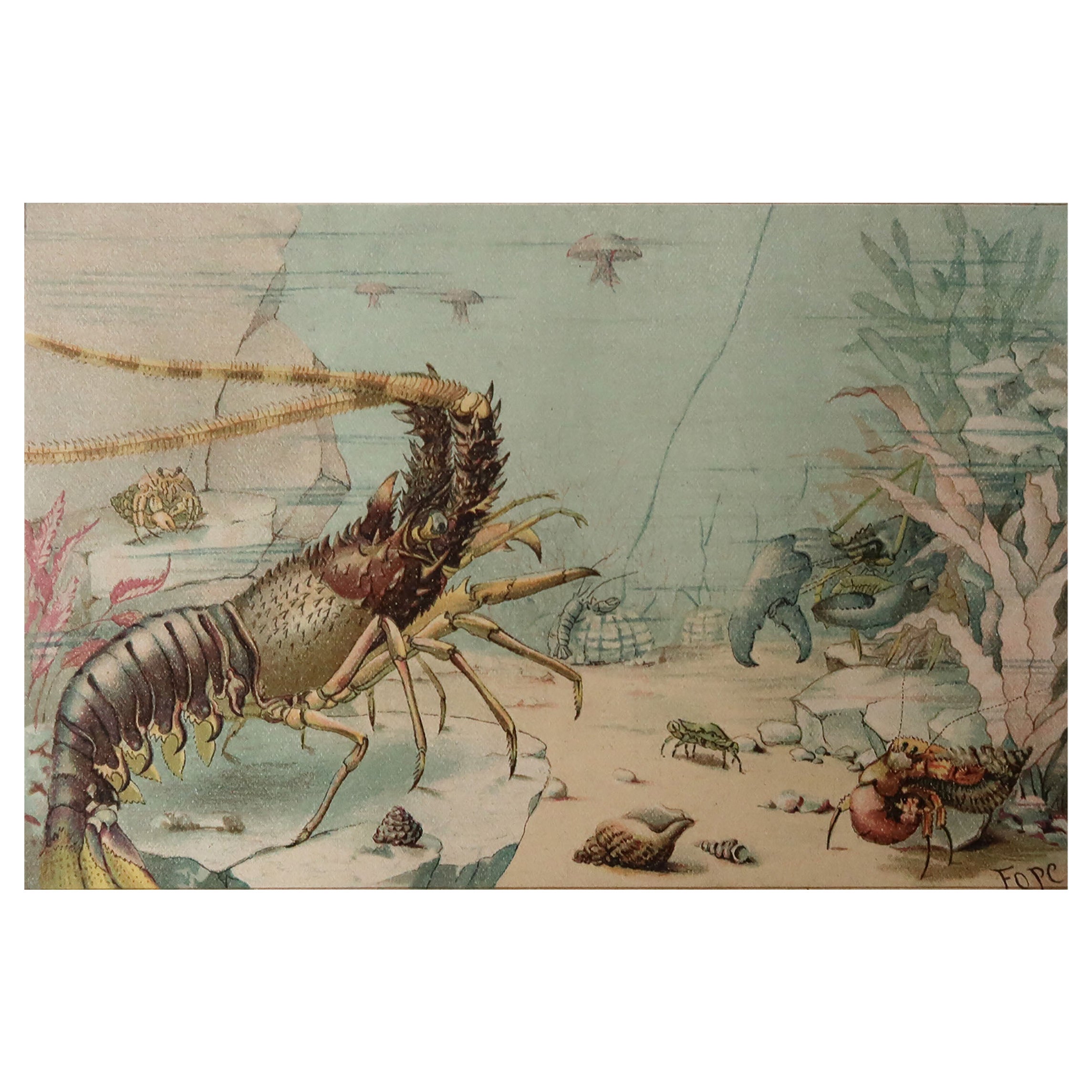 Original Antique Print of Lobsters, C.1870