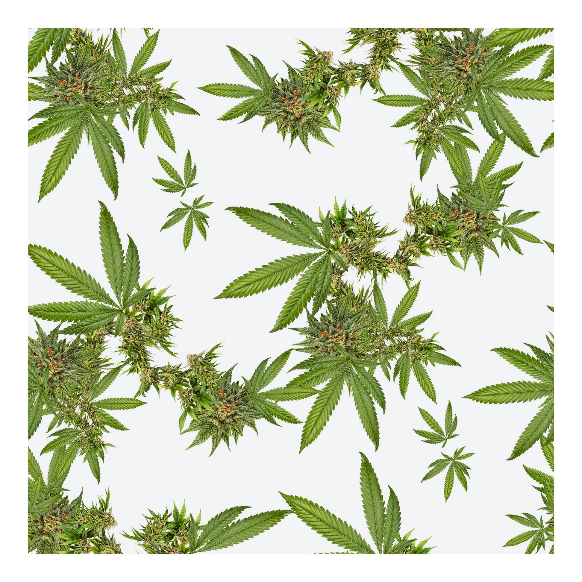 Indica Floral Wallpaper For Sale