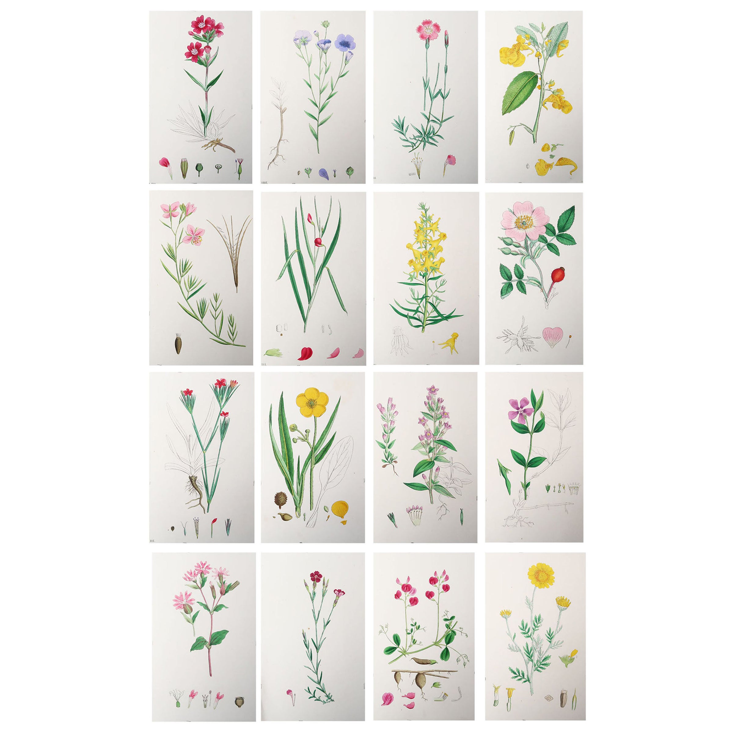 Set of 12 Original Antique Botanical Prints 'Herbs and Spices', circa ...