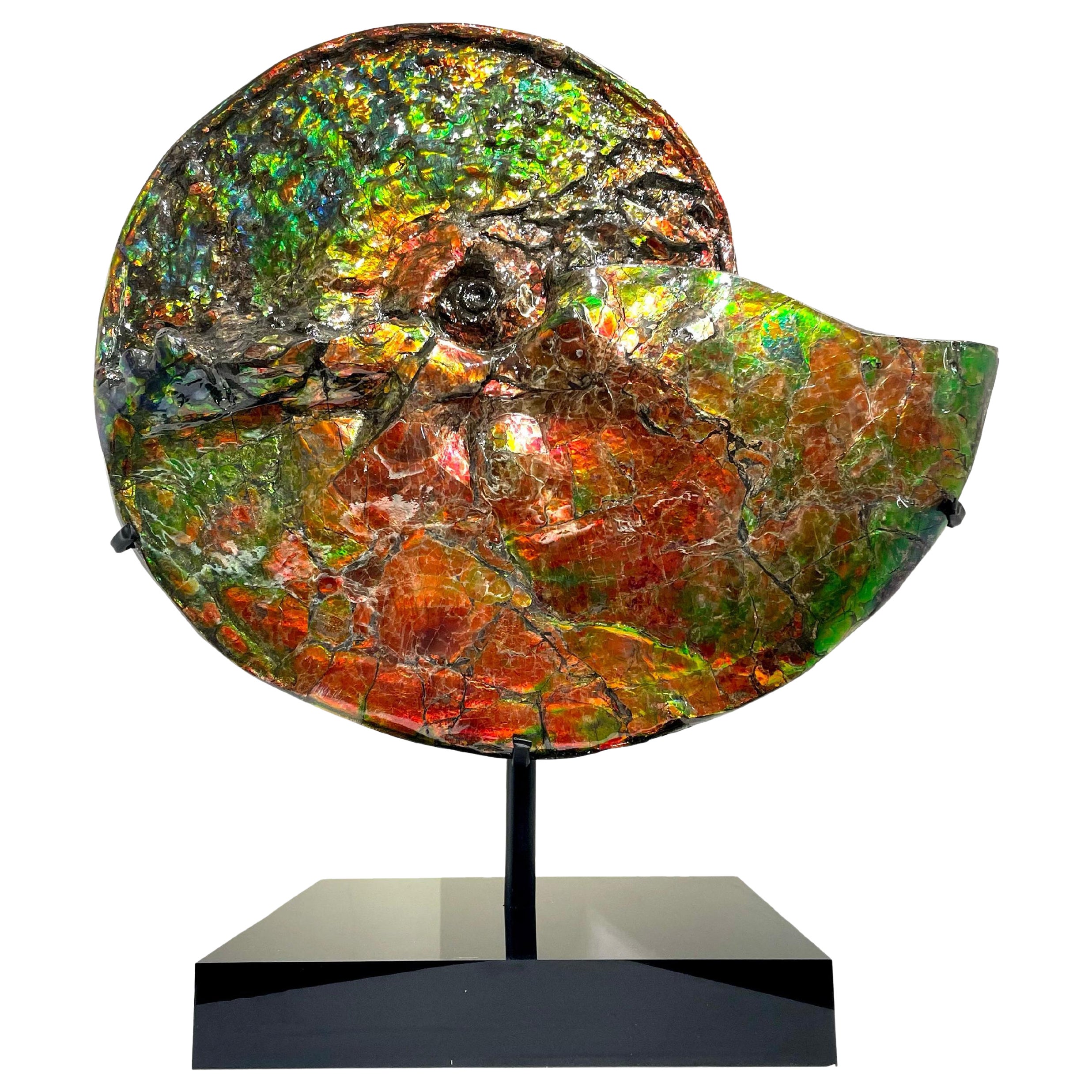 Large Rare Iridescent Ammonite Fossil with Blue, Green, Red and Orange Hues. For Sale