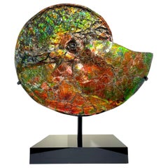 Large Rare Iridescent Ammonite Fossil with Blue, Green, Red and Orange Hues.