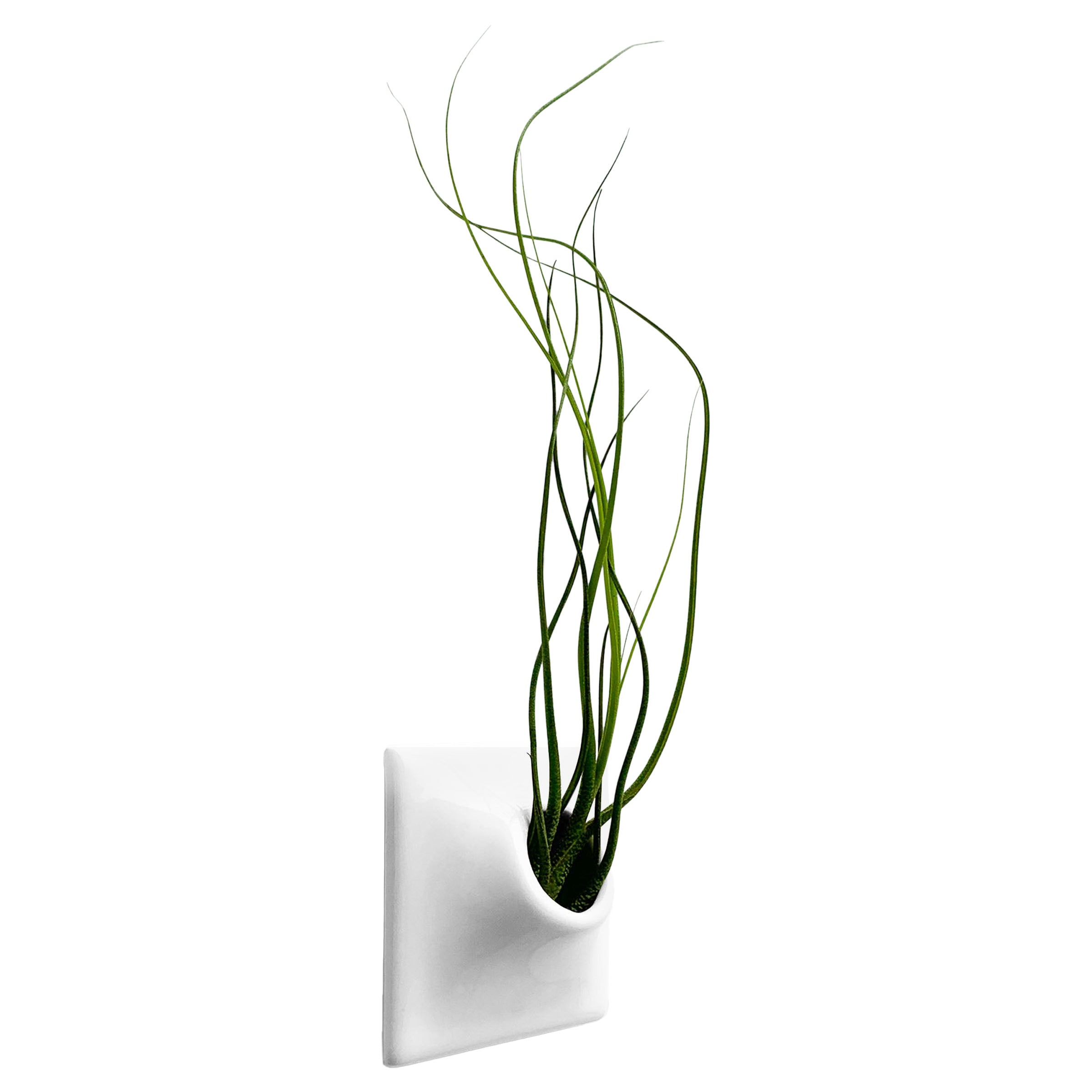 Modern White Wall Planter, Air Plant Holder, Living Wall Decor, Node 3" X Small For Sale