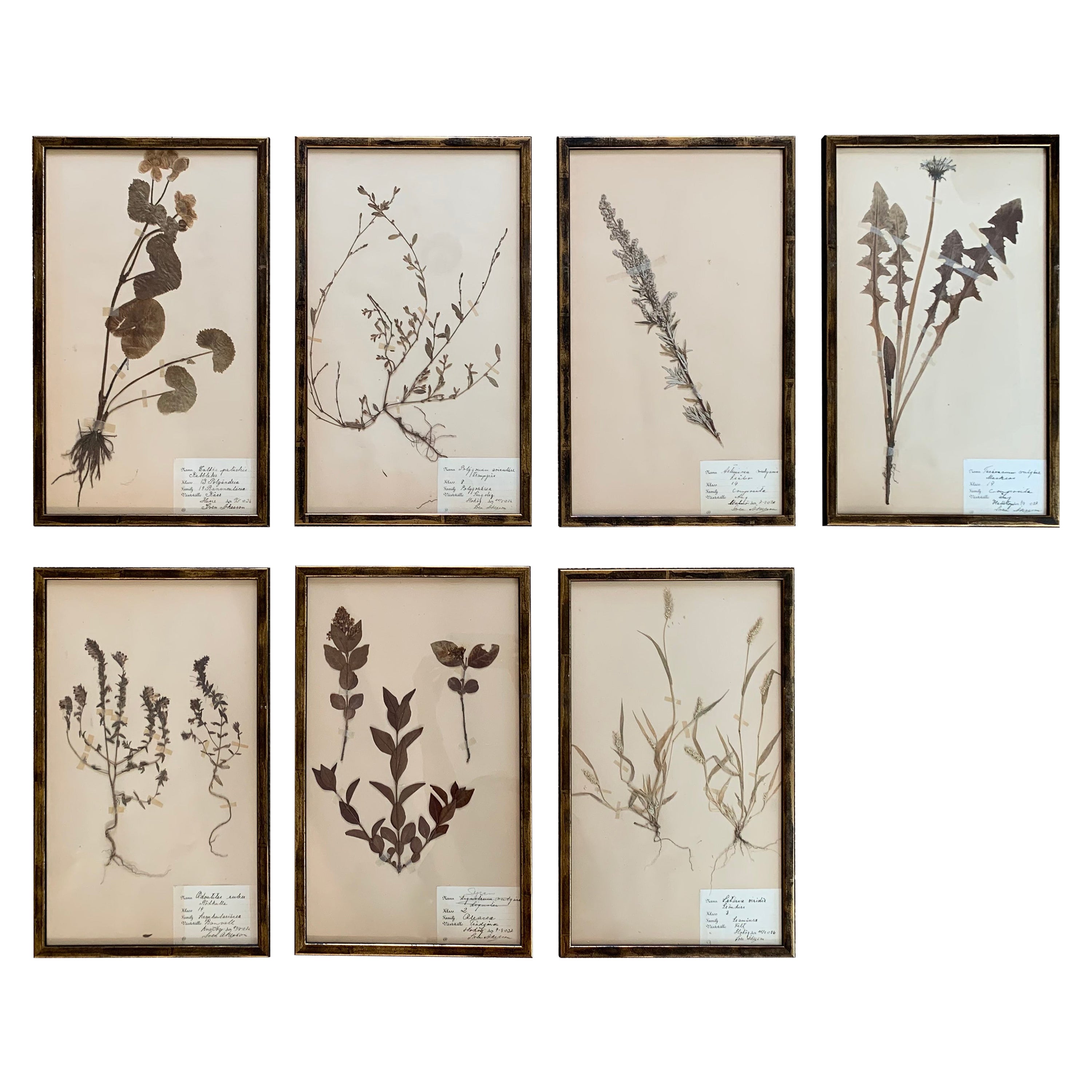Collection of Seven Framed Swedish Herbarium Studies