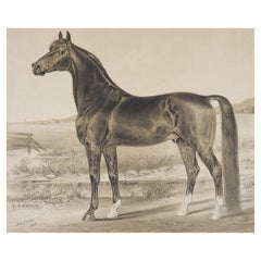 Antique 1883 Henry Cross Horse Lithograph