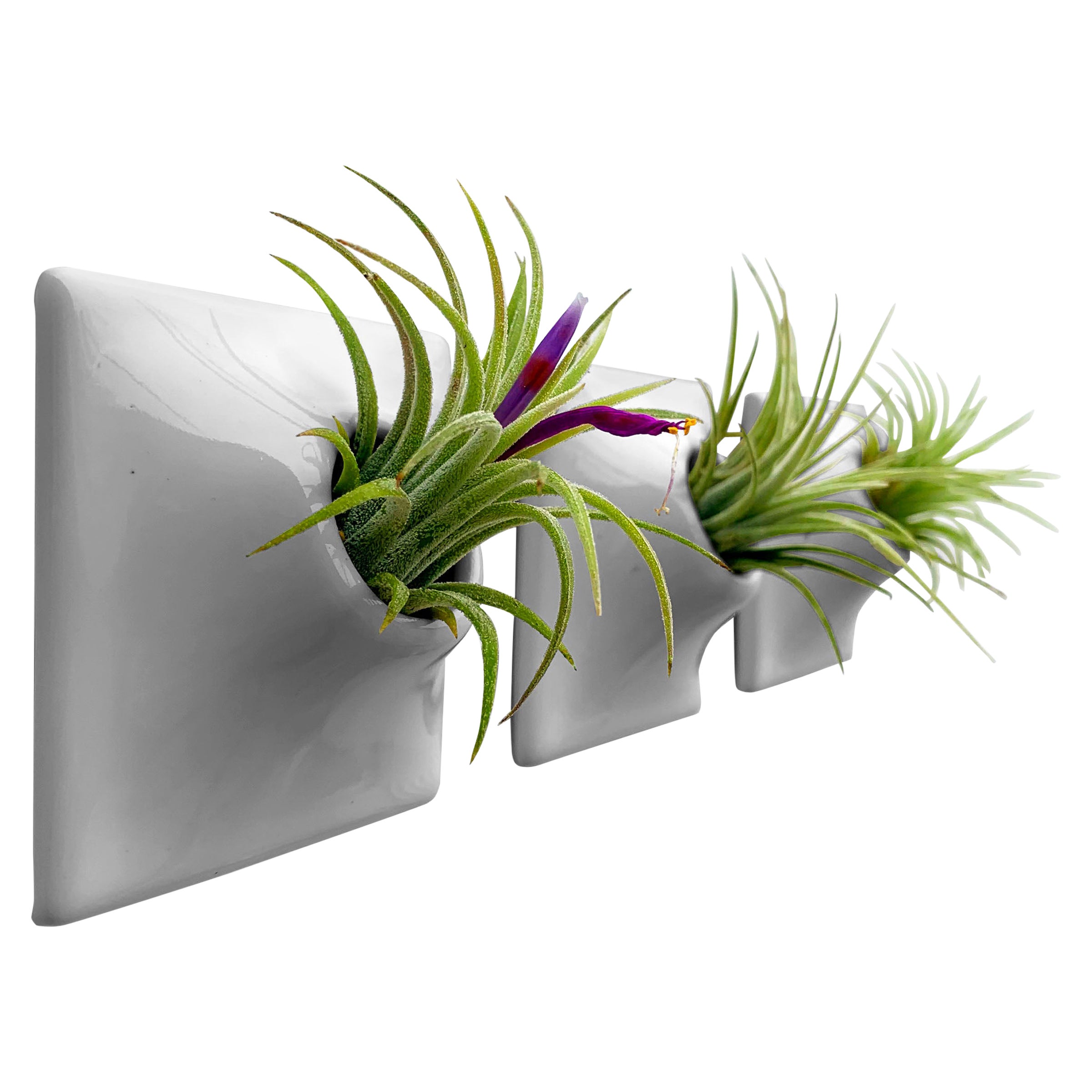 Modern Gray Wall Planter Set, Air Plant Holder, Moss Wall Art, Node 3" X Small M For Sale