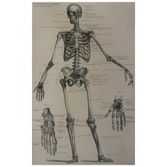 Original Antique Medical Print-Skeleton, C.1900