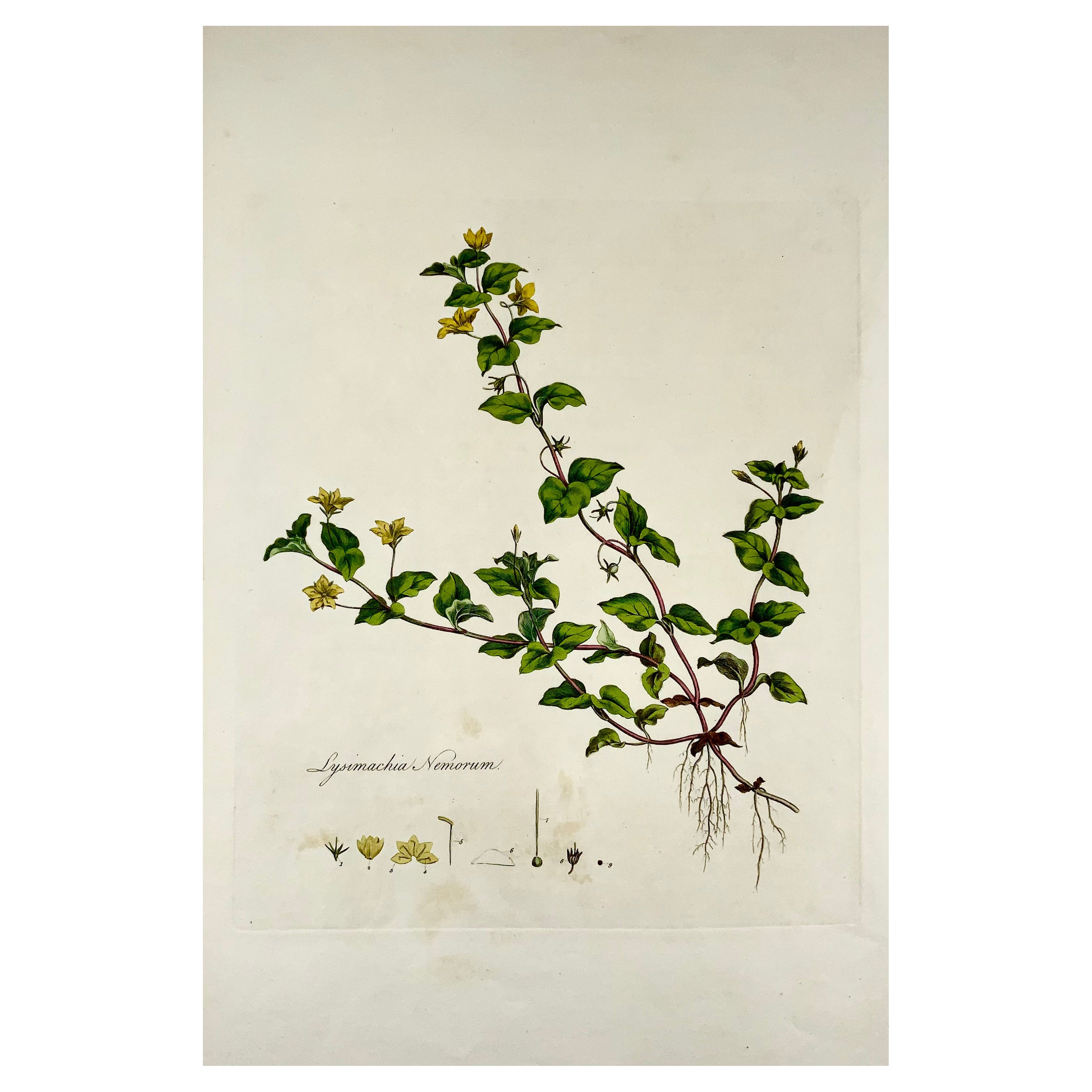 Curtis, „Flora Londinensis“, Pimpernel, Großes Folio, handkoloriert