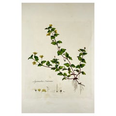 Curtis, 'Flora Londinensis', Pimpernel, Large Folio, Hand Coloured