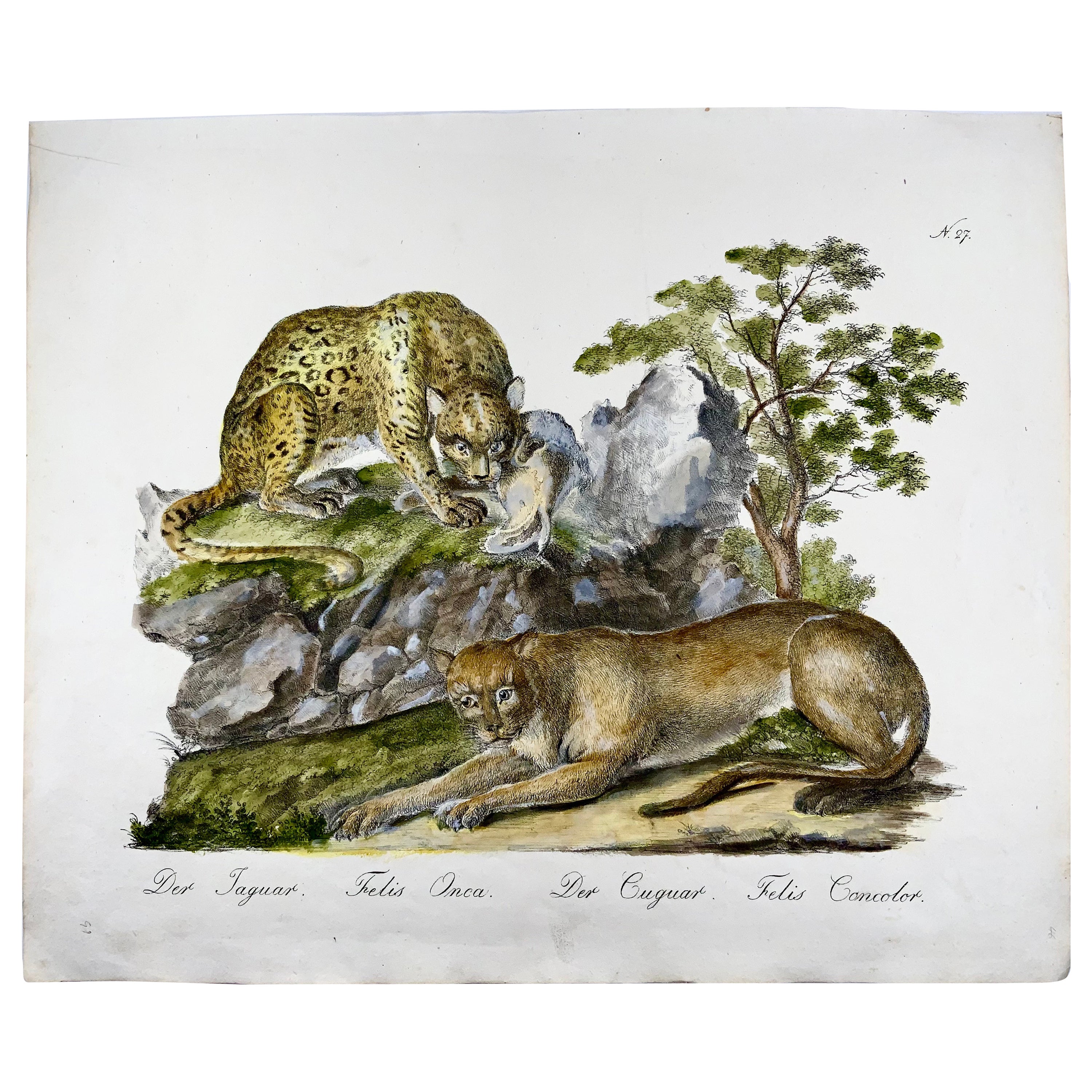 Jaguar, Cougar, kaiserlicher Folio, Incunabula der Lithografie, selten