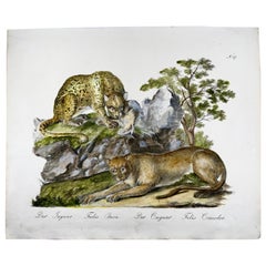 Jaguar, Cougar, Imperial Folio, Incunabula of Lithography, Scarce
