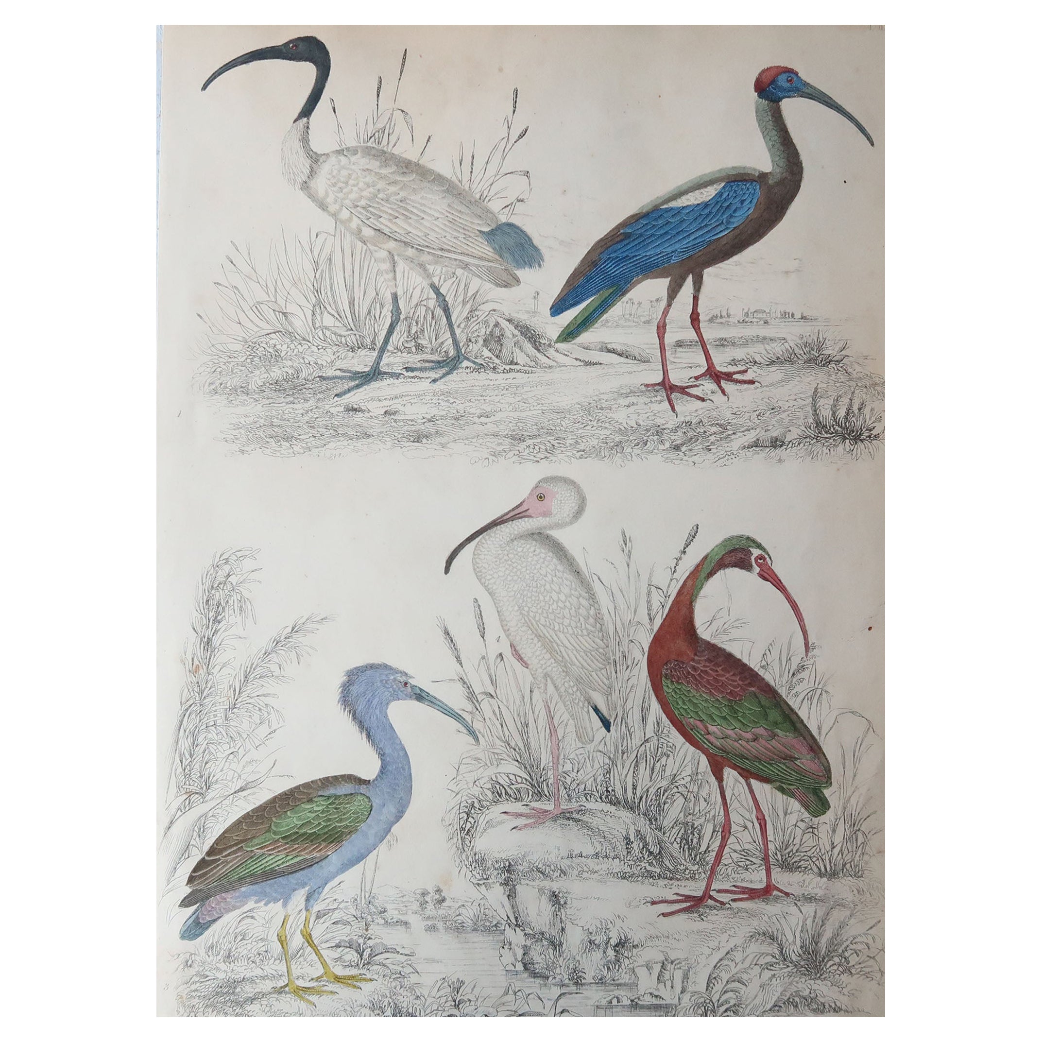 Large Original Antique Natural History Print, Cranes, circa 1835 For Sale