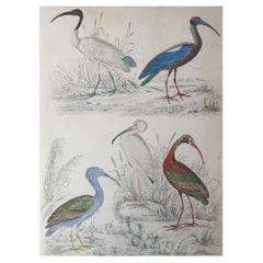 Large Original Antique Natural History Print, Cranes, circa 1835