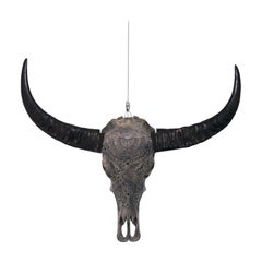 Large Water Buffalo Skull Sumatra Indonesia