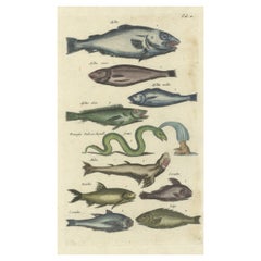 Original 17th Century Hand-Colored Print of a Roach, Sea Snake and other Fish
