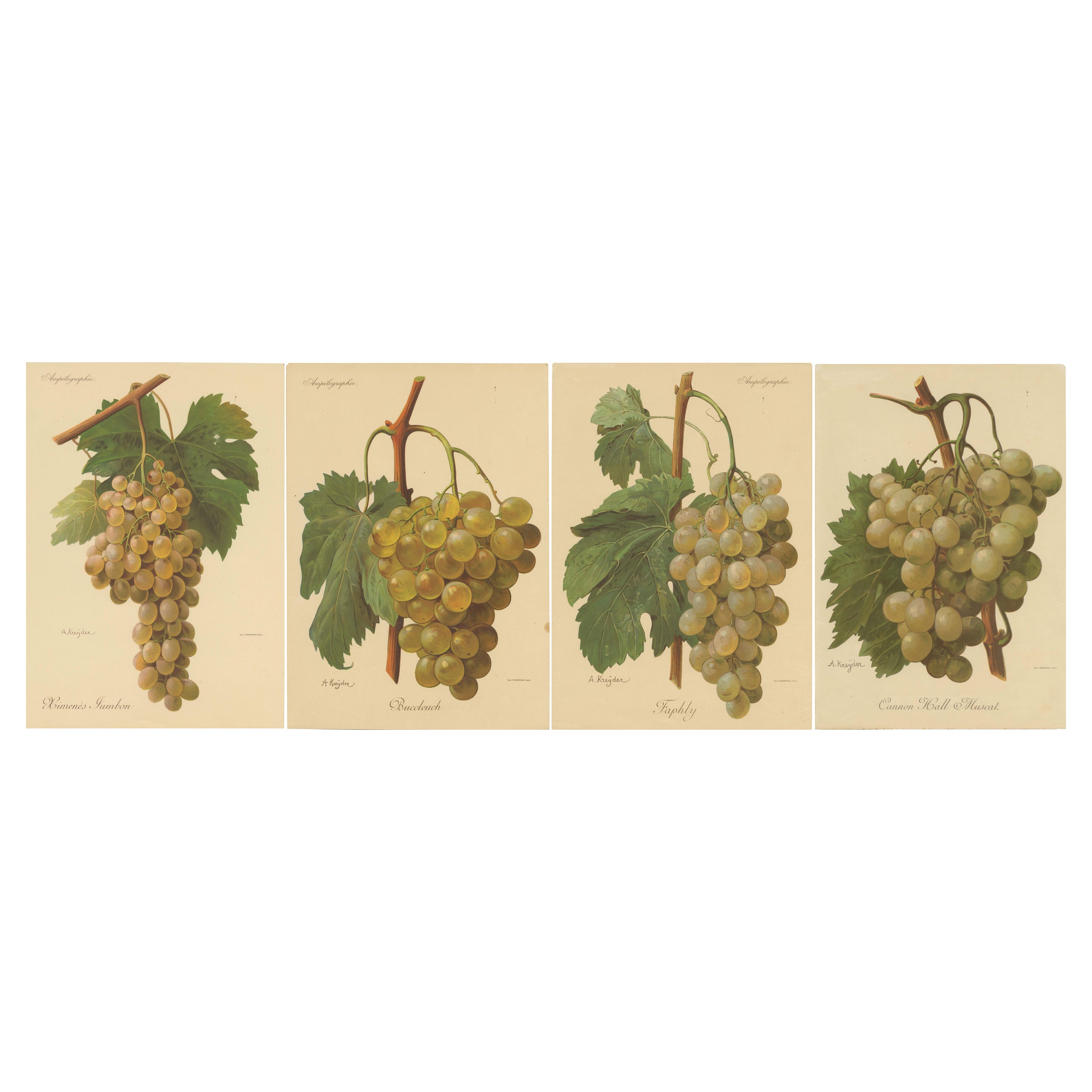 Set of four Antique Prints of Green / White Grape Varieties For Sale