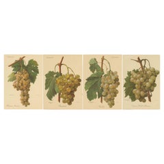 Set of four Antique Prints of Green / White Grape Varieties