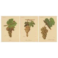 Set of three Antique Prints of Green / White Grape Varieties