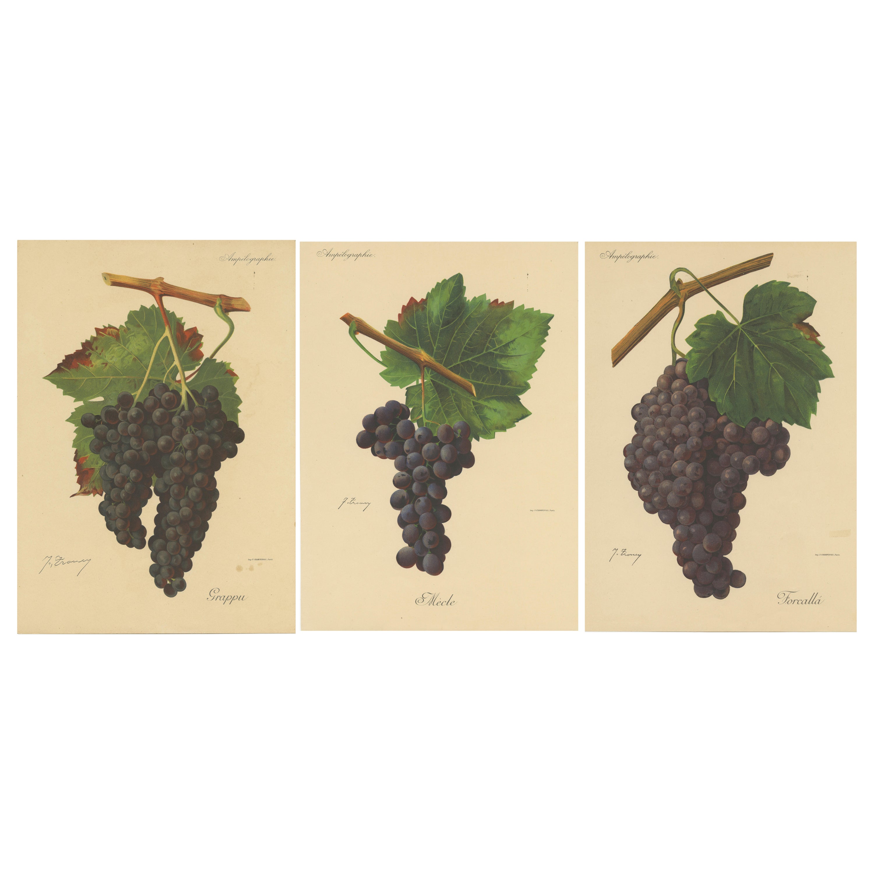 Set of three Antique Prints of Red Grape Varieties