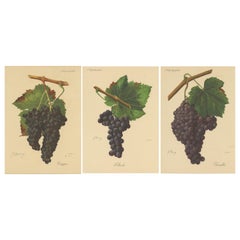 Set di tre stampe antiche di varietà di uve rosse