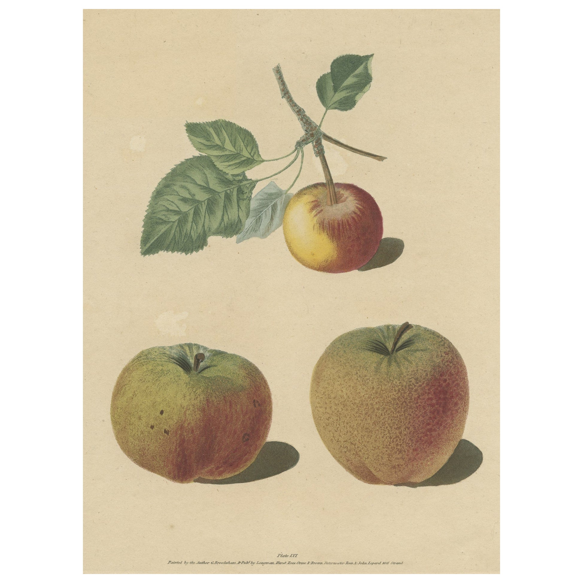 Antique Print of Pomme d'Api, Padly's Pippin and Bigg's Nonsuch Apples For Sale