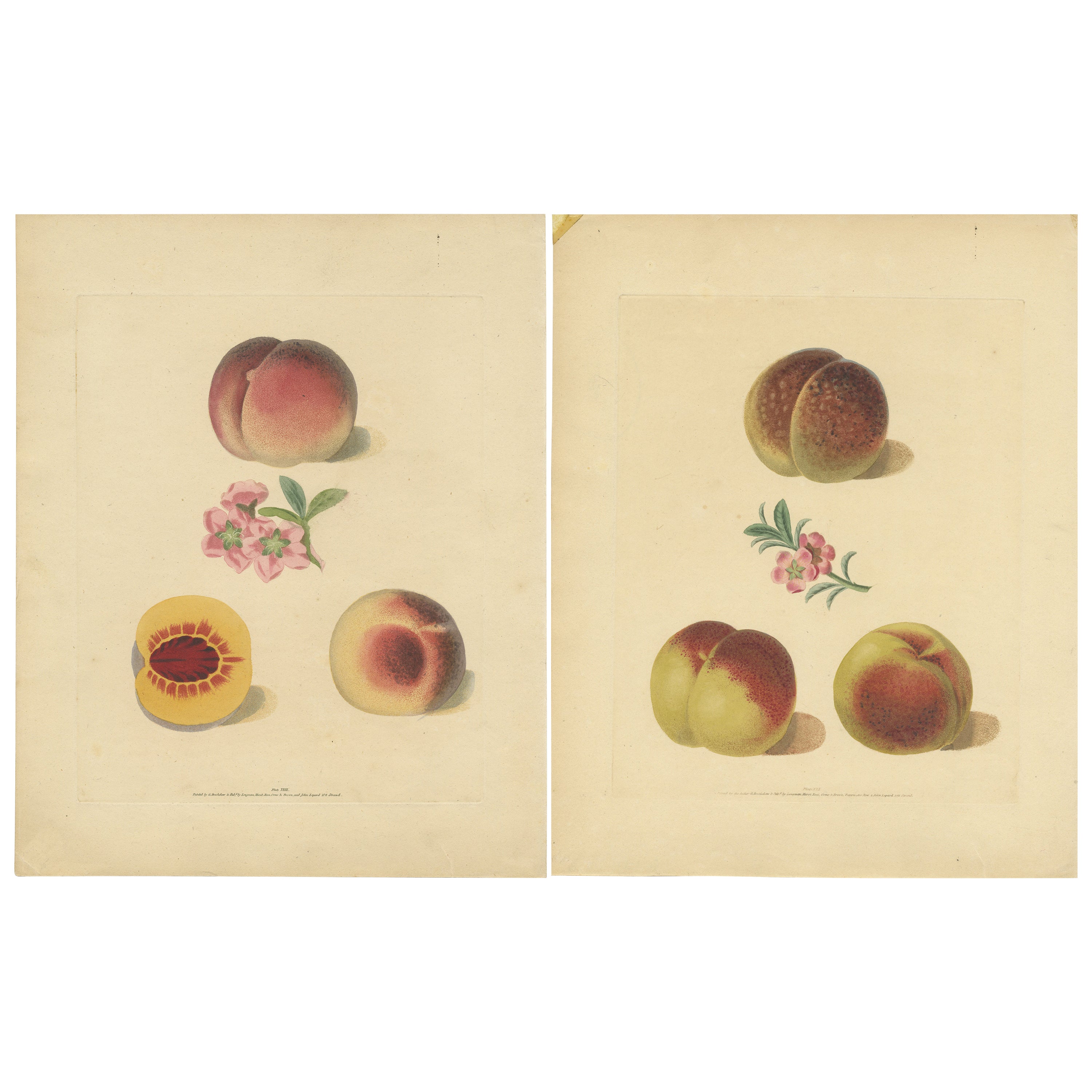 Set of Two Antique Prints of Various Peach Varieties