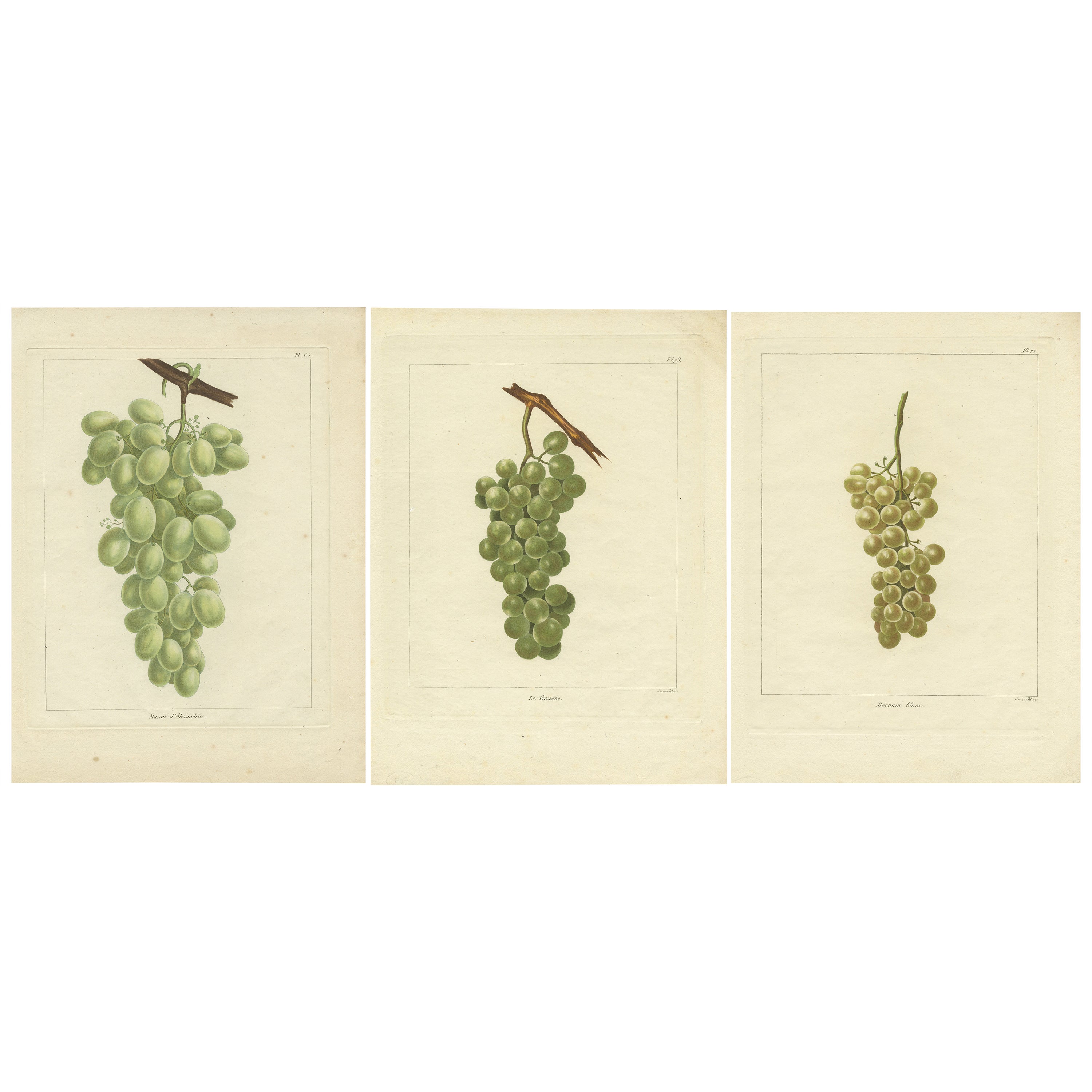 Ensemble de trois estampes anciennes de différentes variétés de raisins verts et blancs en vente