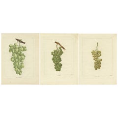 Set di tre stampe antiche di diverse varietà di uva verde e bianca
