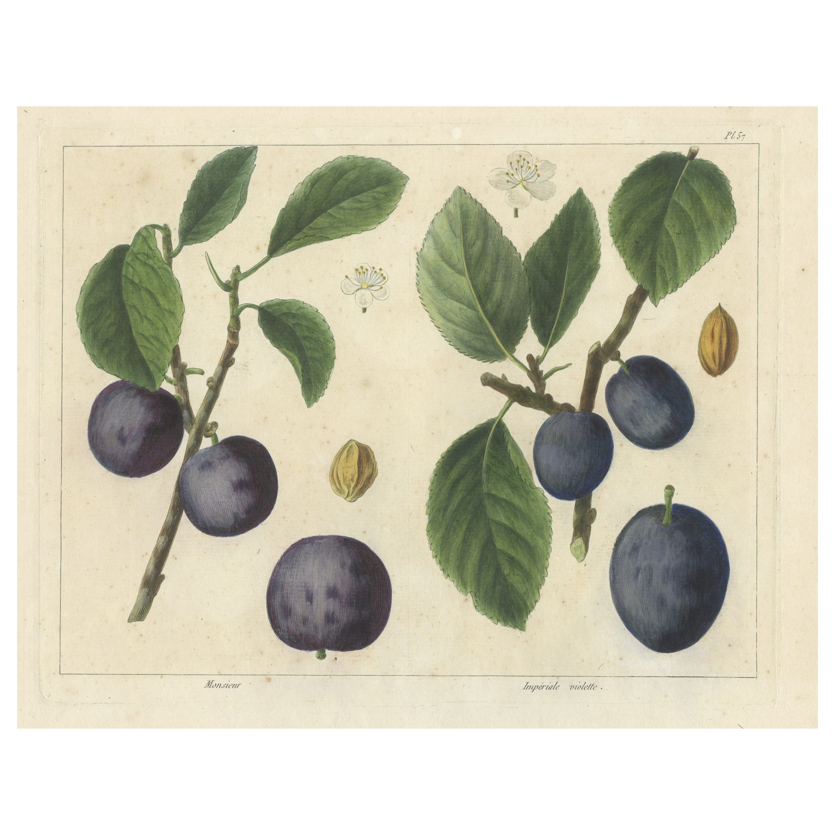 Impression ancienne de diverses variétés de prunes en vente