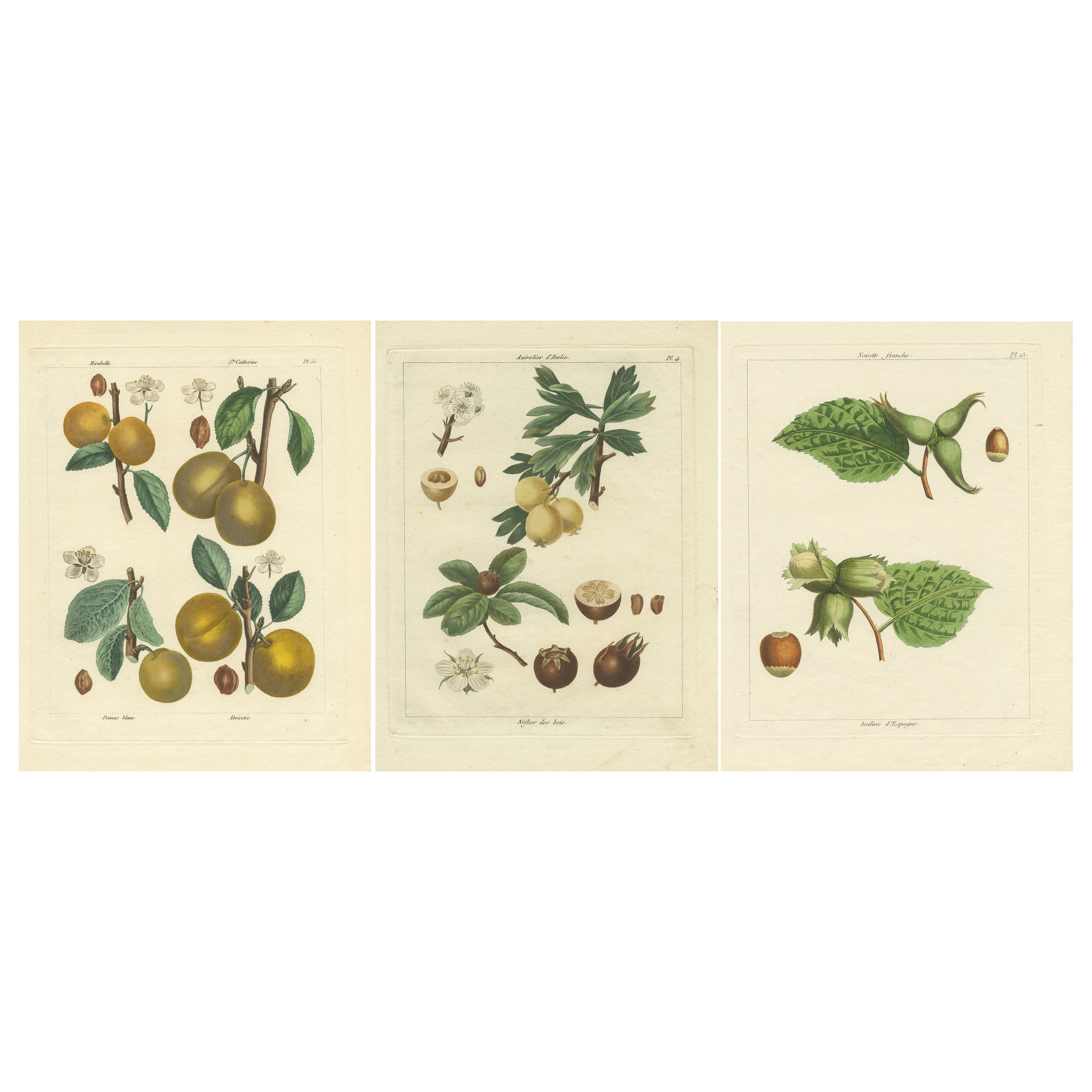 Set of three Prints of Grapes, Plums, Abricots, Loquat, Azarolus and Hazelnut For Sale