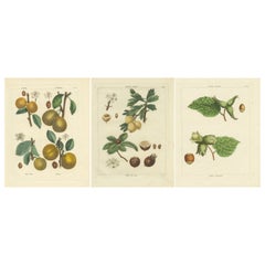 Set aus drei Drucken von Trauben, Pflaumen, Abricots, Loquat, Azarolus und Hazelnussholz
