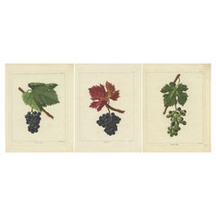 Set of Three Antique Prints of Various Red Grape Varieties