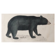 Original Antique Print of a Black Bear, 1847 'Unframed'
