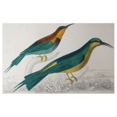 Original Antique Print of a Bee-Eater, 1847 'Unframed'