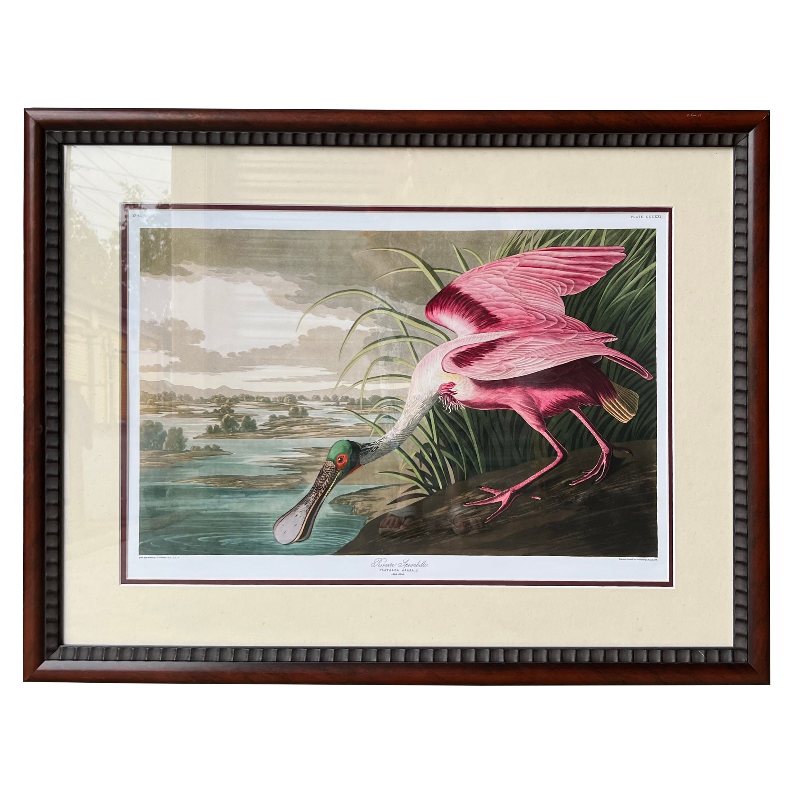 20th Century Tropical Framed Roseate Spoonbill Bird Print By John J. Audubon 