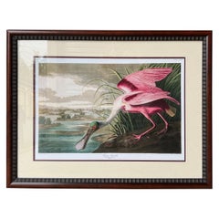 20th Century Tropical Framed Roseate Spoonbill Bird Print By John J. Audubon 