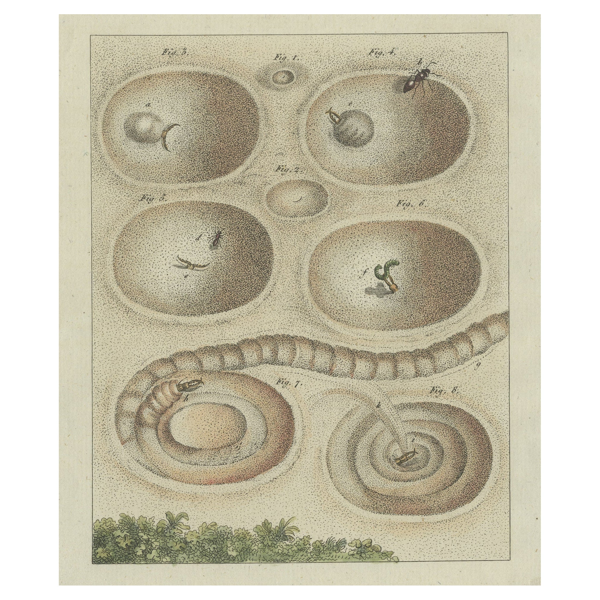 Antique Print of a Lion Ant creating a Funnel Shaped Trap in Sand