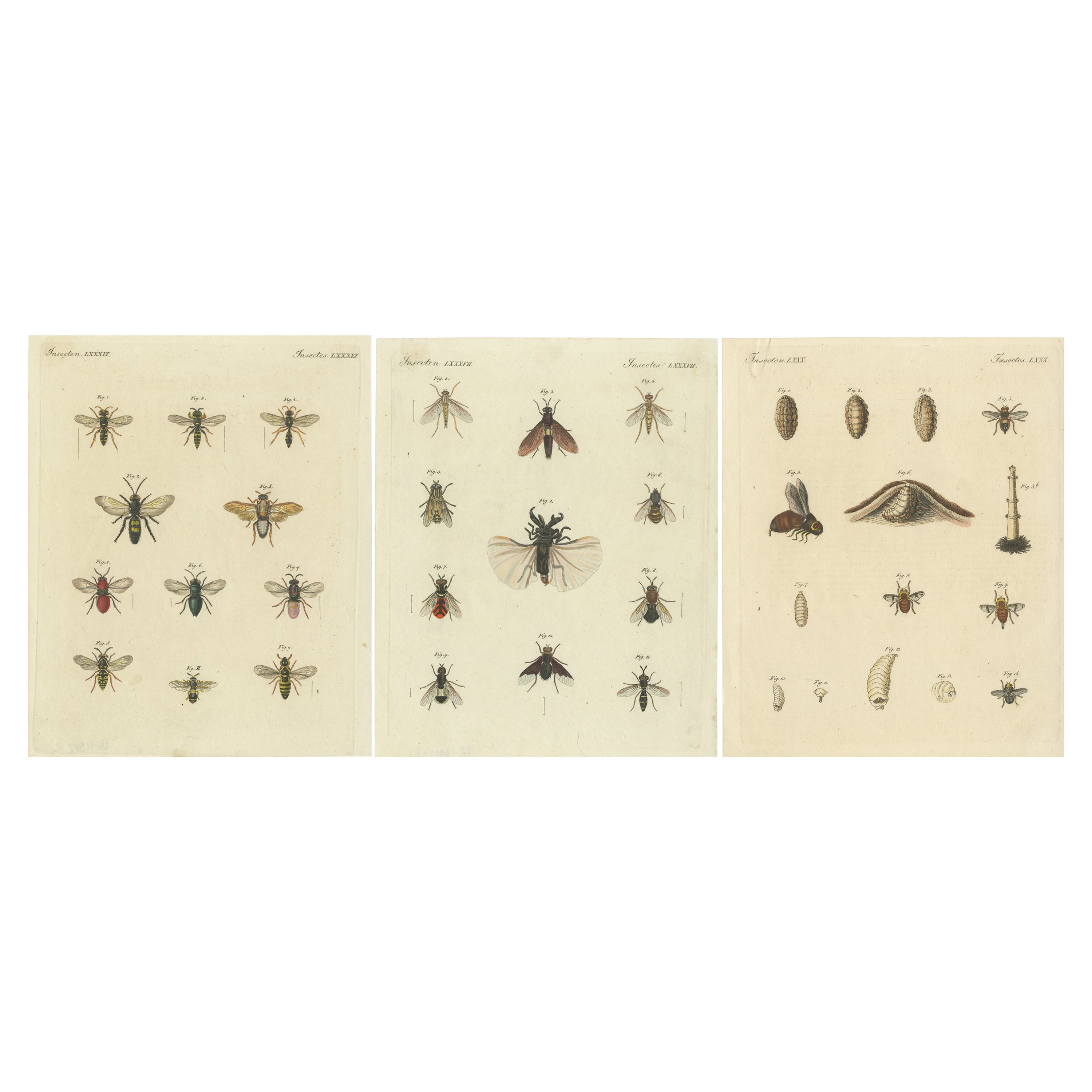 Ensemble de 3 estampes anciennes de divers insectes, y compris des lavis et des flèches