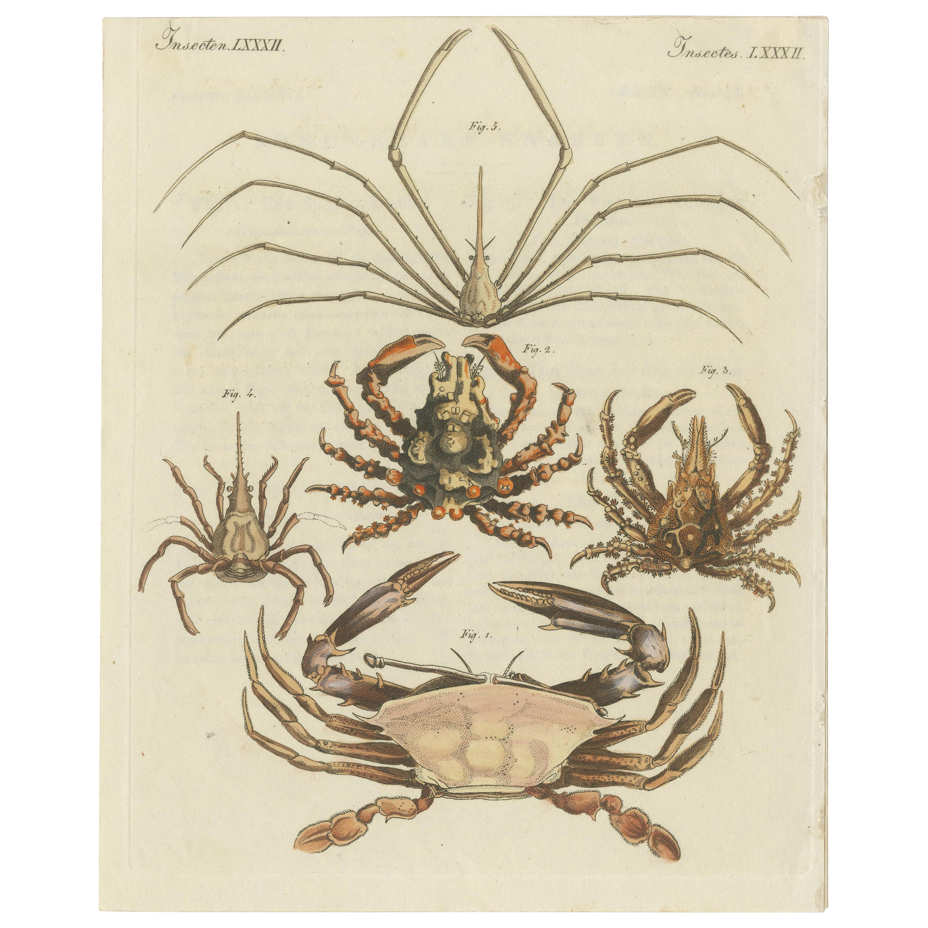 Impression ancienne de diverses spécifications de crabe, dont un crabe nageant