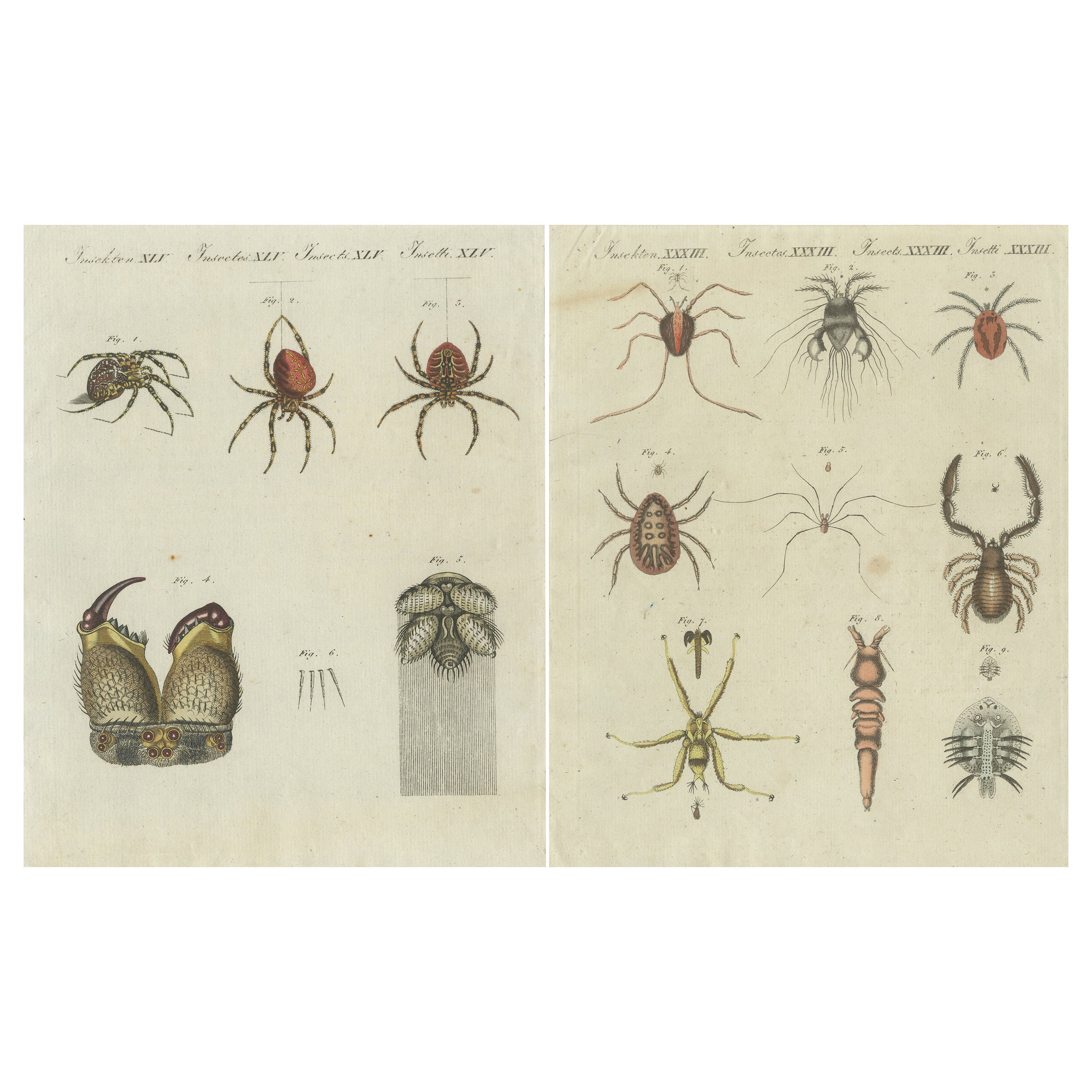 Conjunto de dos grabados antiguos de varios insectos, incluidos arañas y ácaros