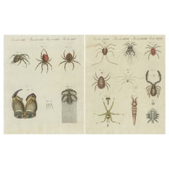 Set of Two Antique Prints of Various Insects Including Spiders and Mites