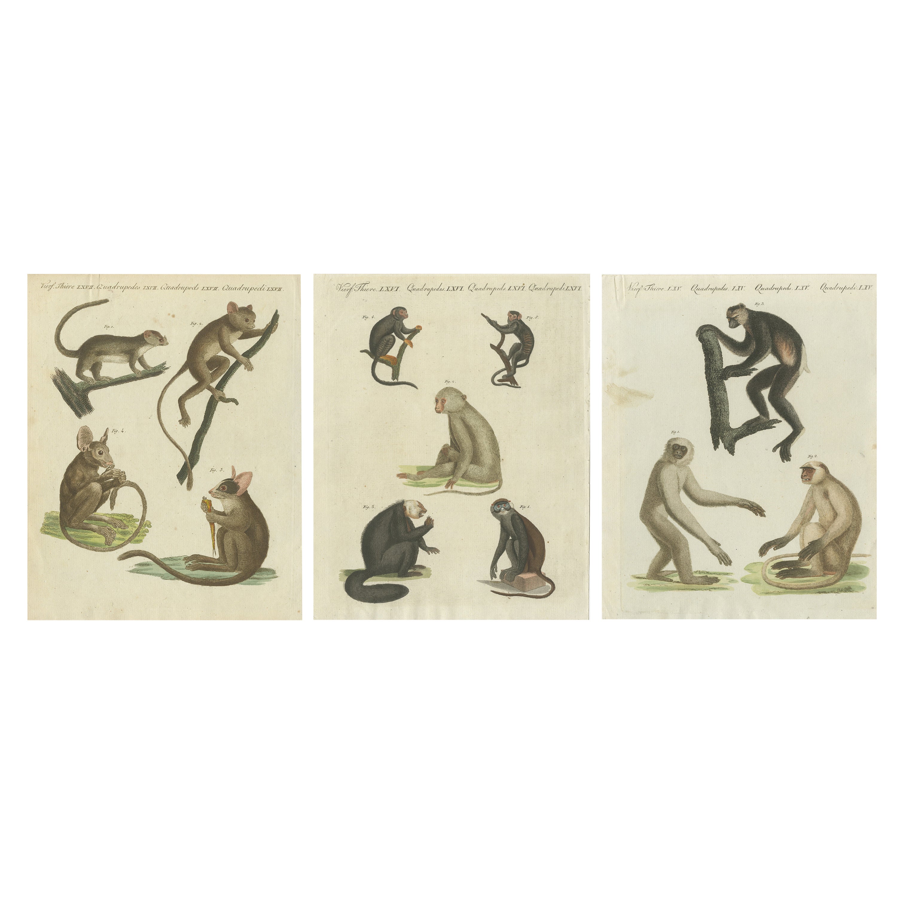 Set von drei antiken Drucken verschiedener Affen, auch mit Maki