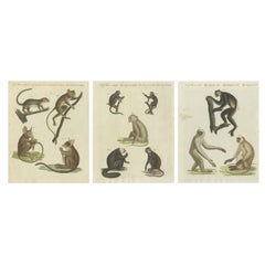 Set of three Antique Prints of various Monkeys, also including Maki
