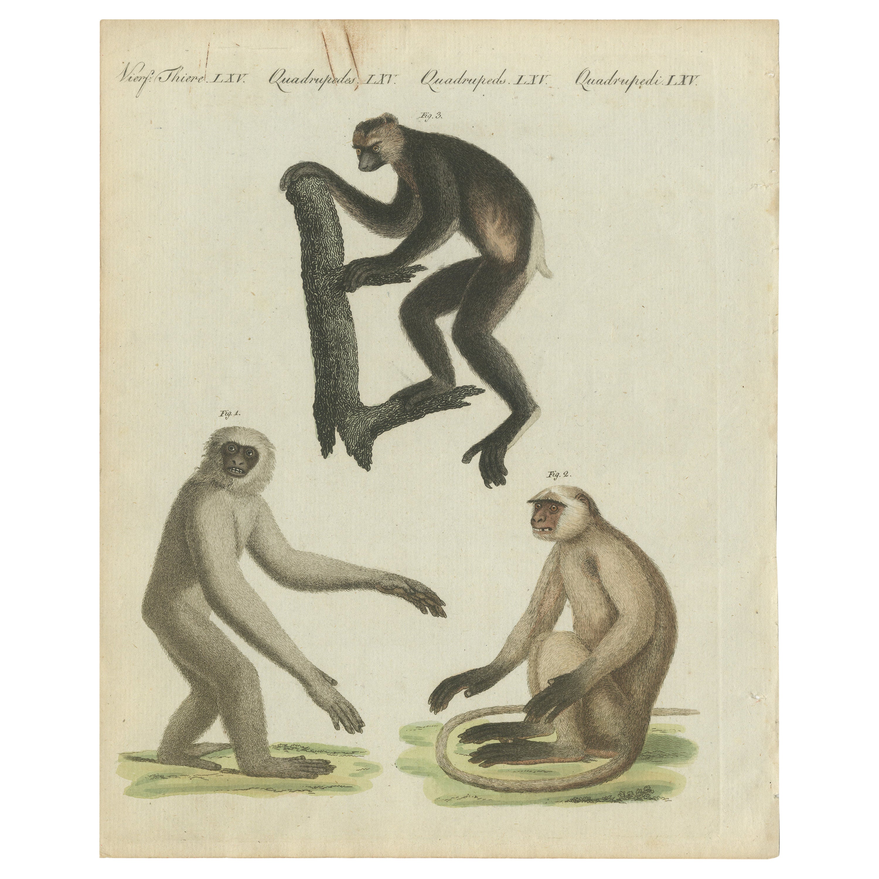 Original Antique Print with Three Monkeys Including the Indri For Sale