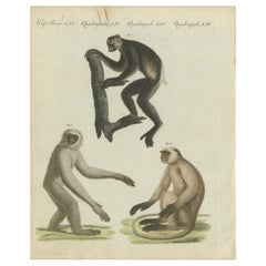 Original Antique Print with Three Monkeys Including the Indri