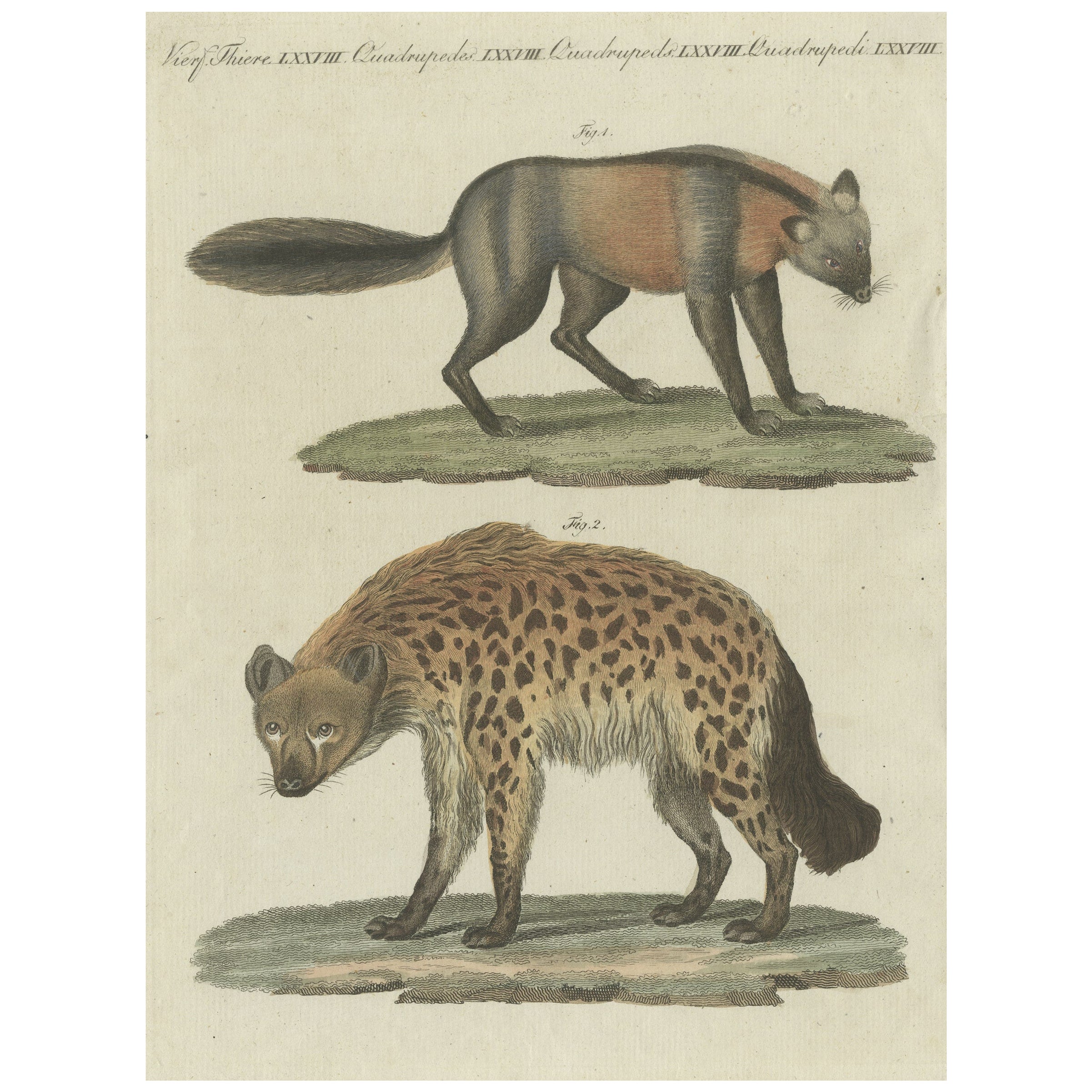 Original Hand-Colored Antique Print of a Fox and Hyena species For Sale at  1stDibs