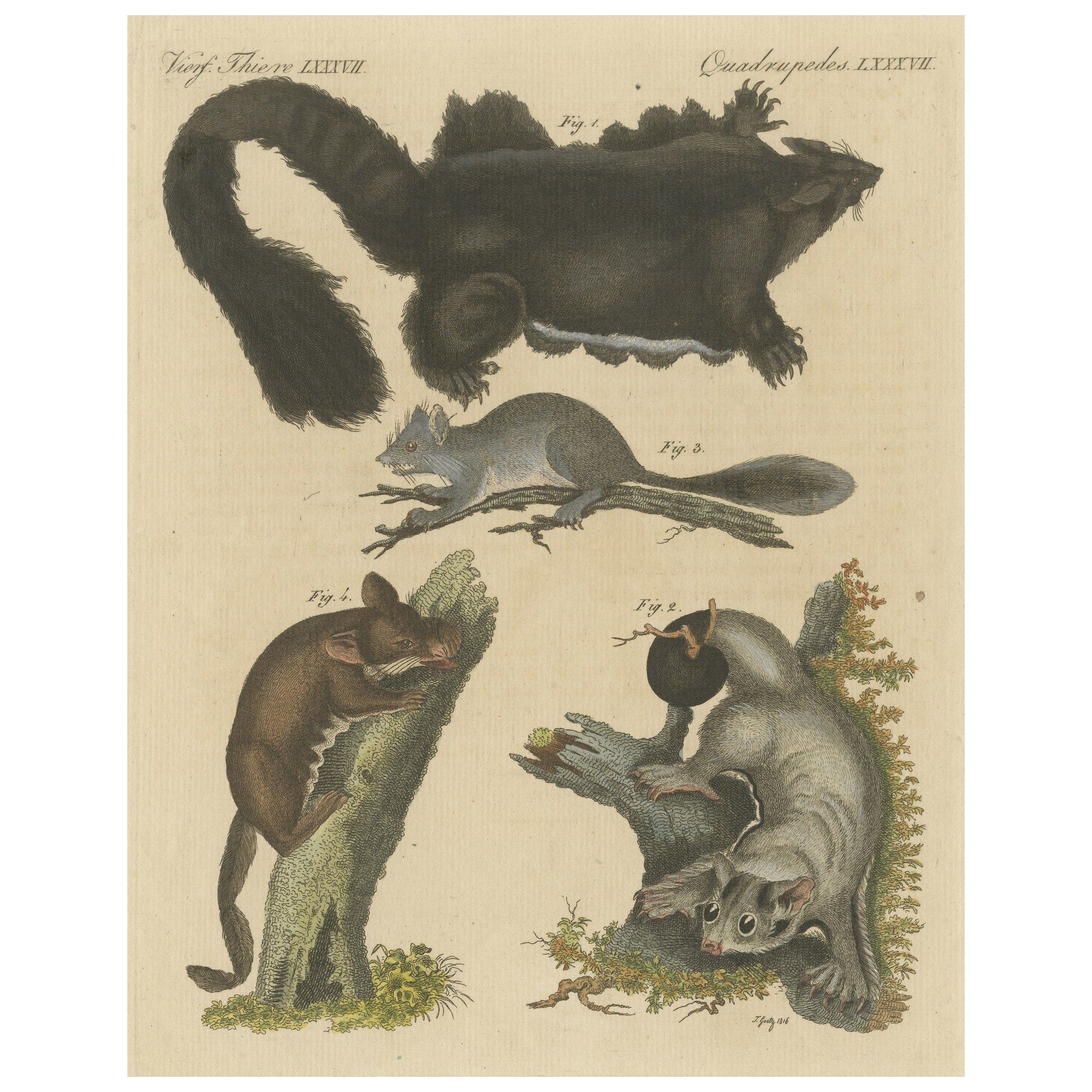 Impression ancienne d'espces de didelphis  Opossum , cureuil volant et autres