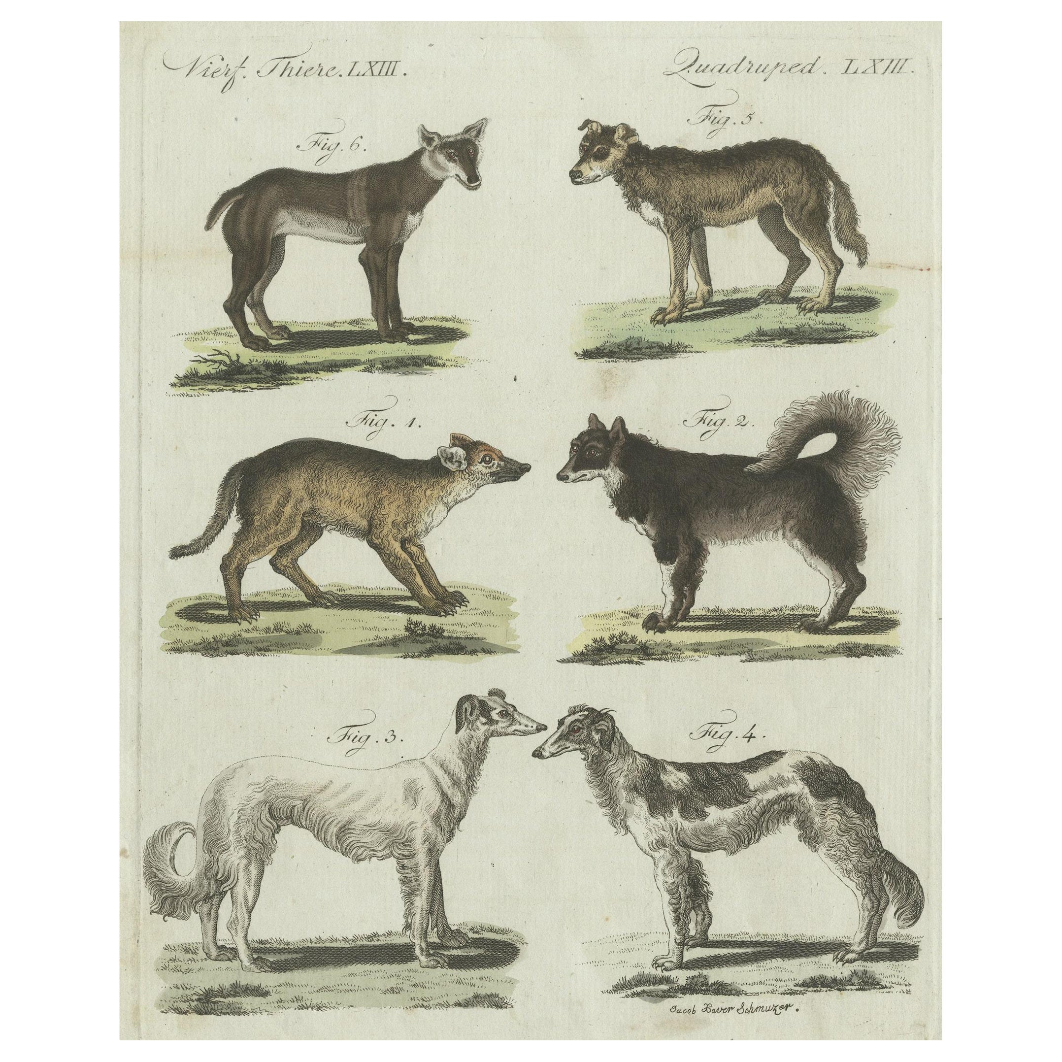 Antique Print of 6 Dog Breeds, most likely including the Western Siberian Laika