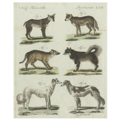 Antique Print of 6 Dog Breeds, most likely including the Western Siberian Laika