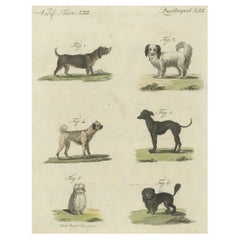 Antique Print of 6 Dog Breeds, Including the Dachshund and Maltese Dog