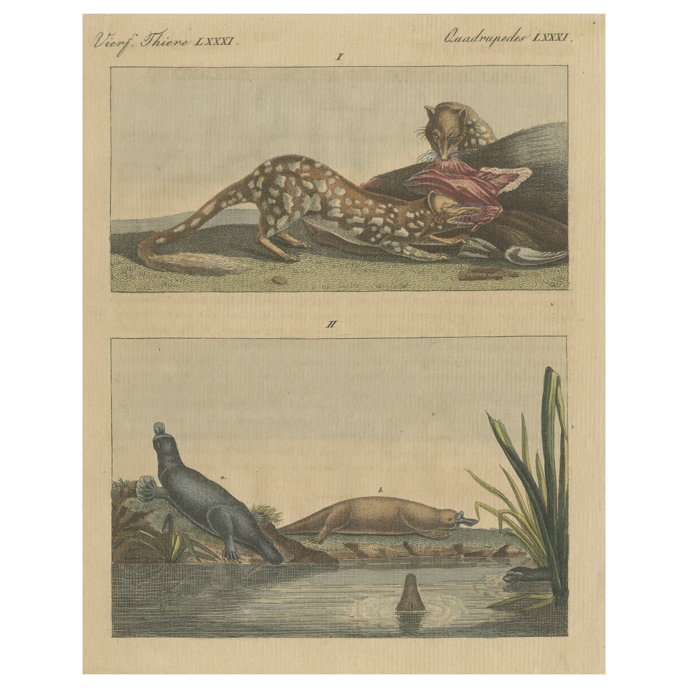 Early Antique Print of a Quoll species and Platypus species of Australia For Sale